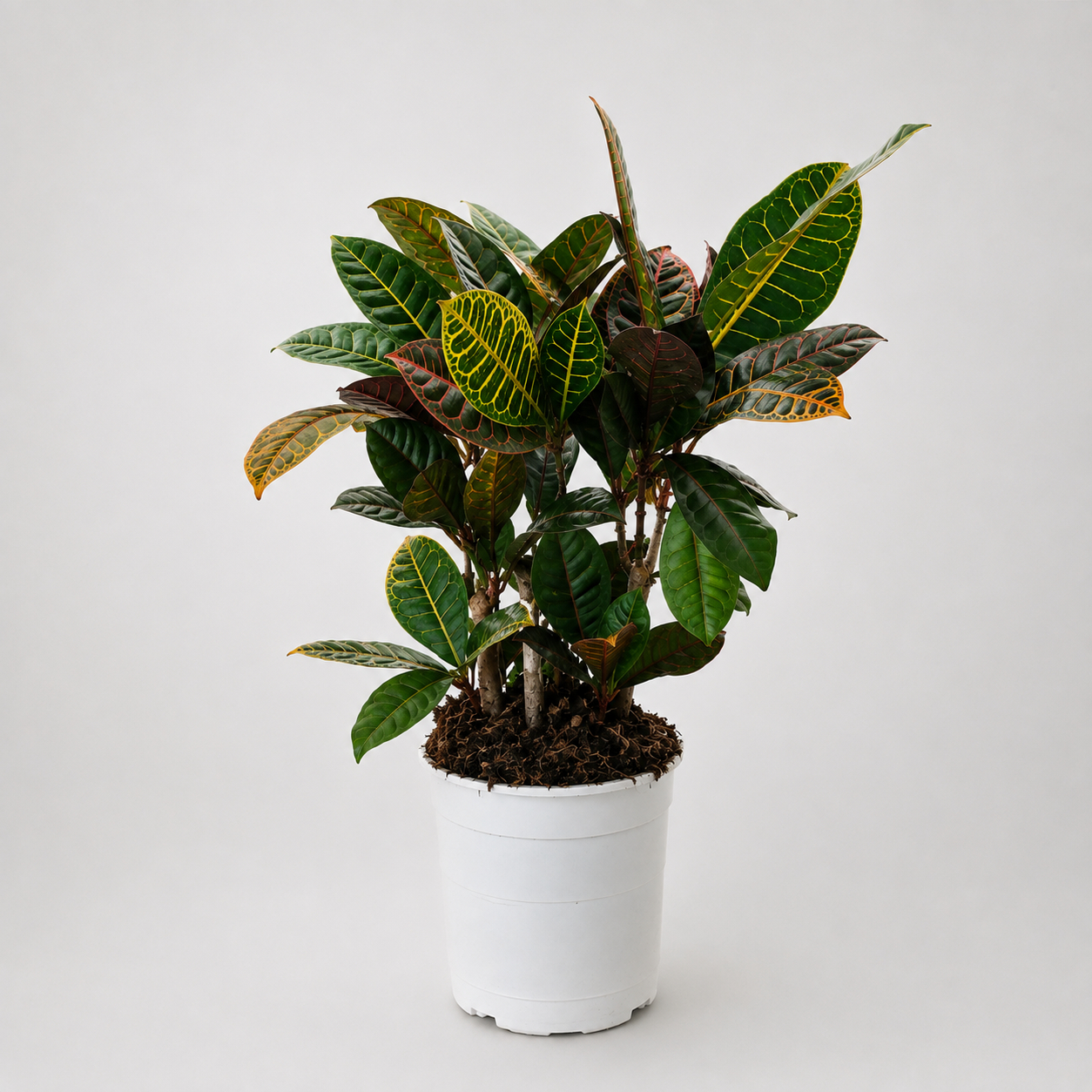 Codiaeum Petra (Croton) Variegatum varietà mix - ø19