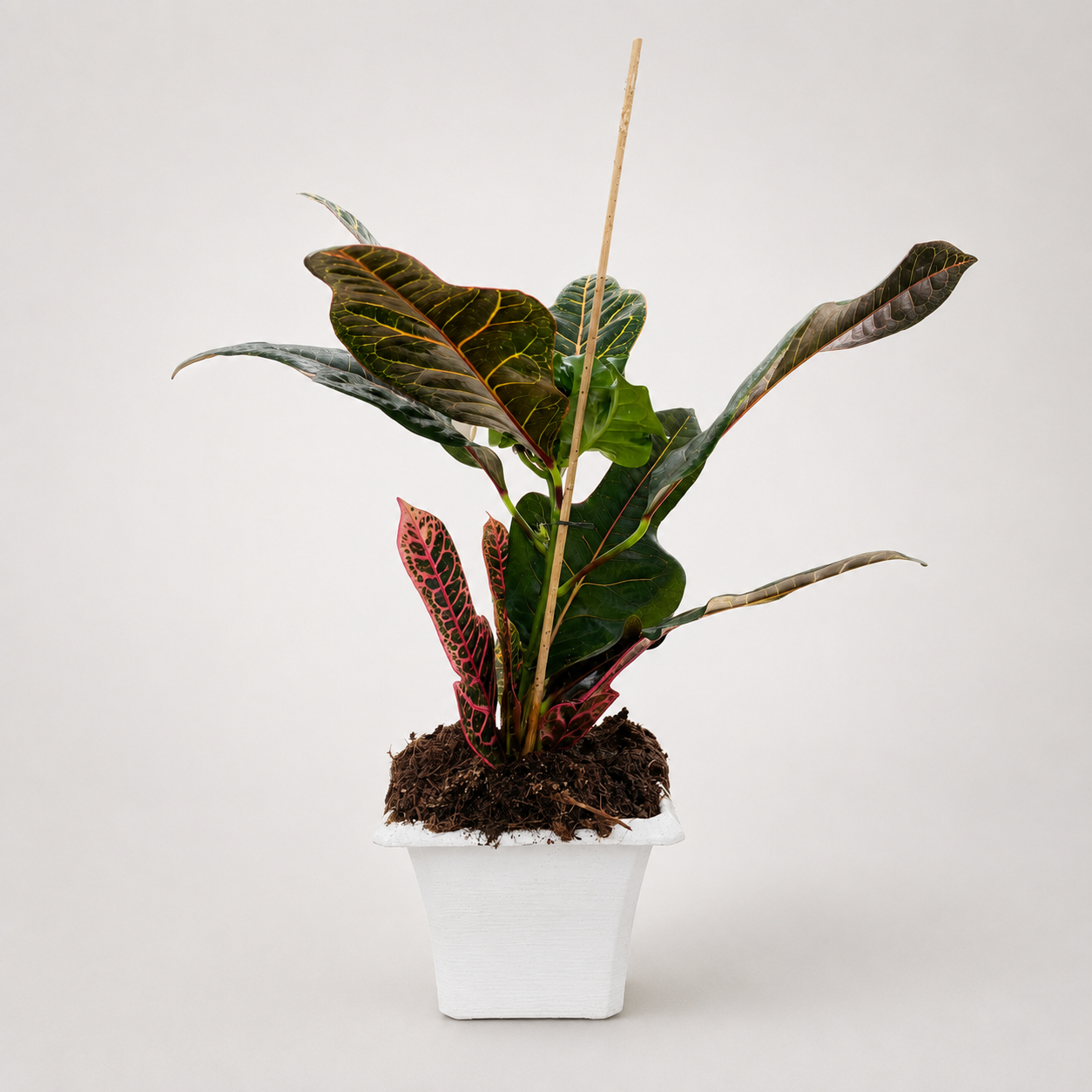 Codiaeum Petra (Croton) v.17
