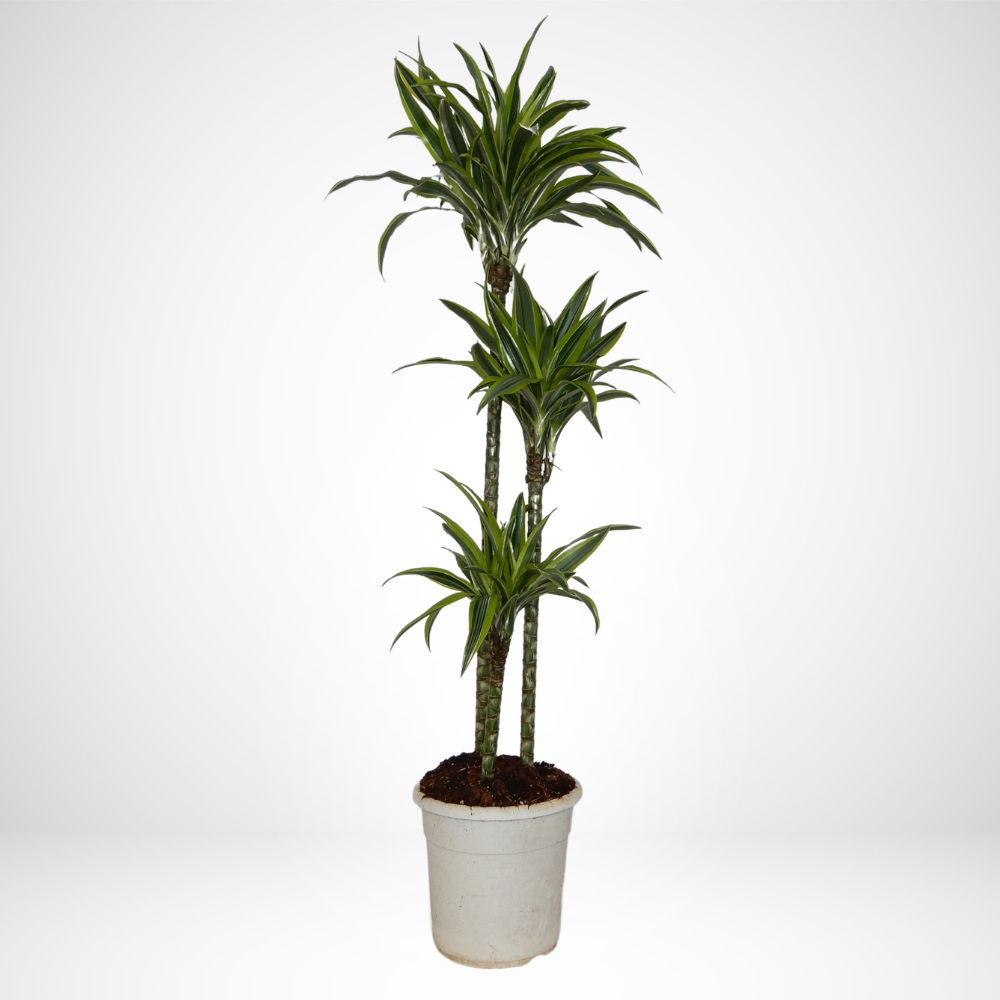 Dracaena Lemon Ø21 H.110cm.