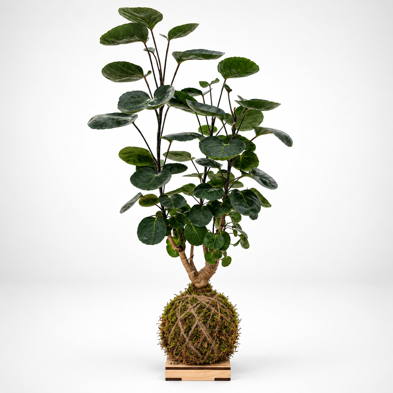 Kokedama di Polyscias Fabian