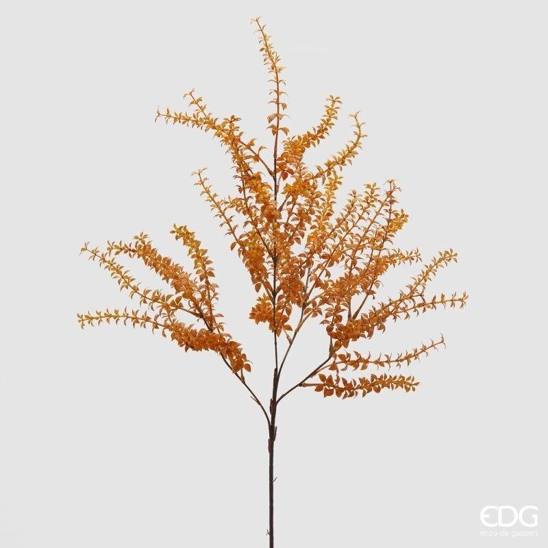 Elodea Ramo h.88 Edg