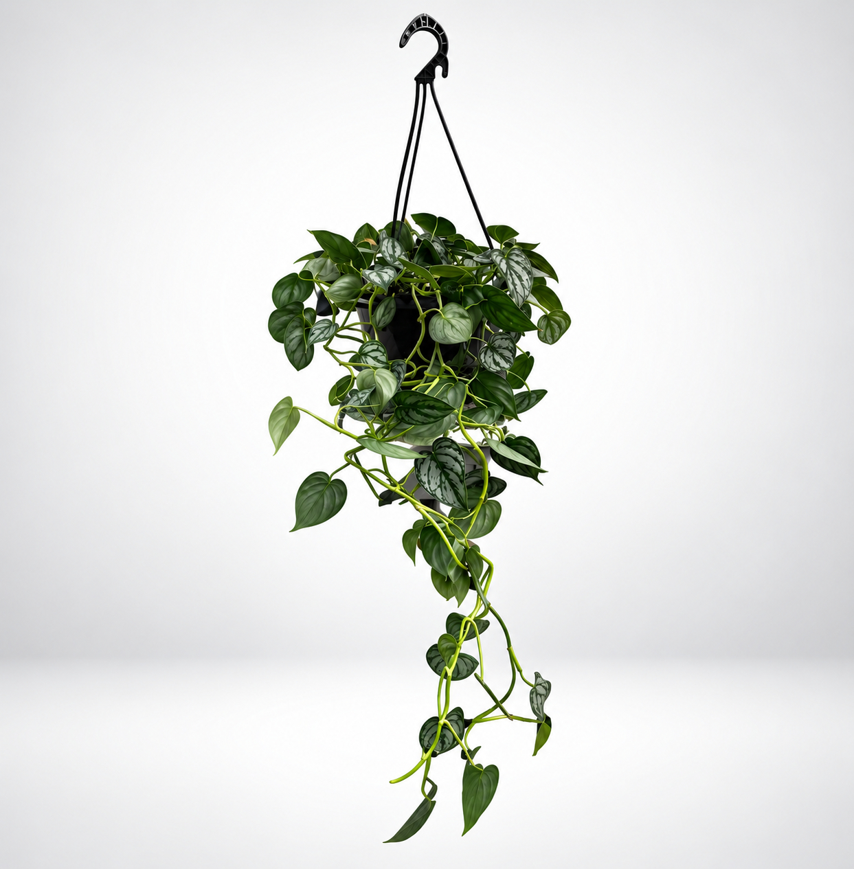 Philodendron Brandi bsk Ø20