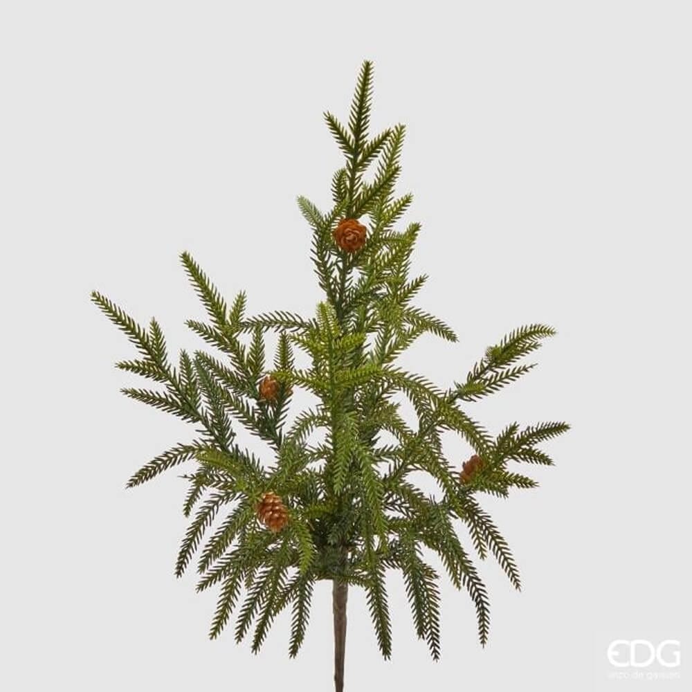 Cryptomeria Ramo Verde h.44 Edg